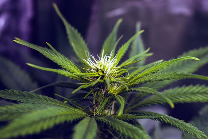 How Cannabis Distillate Is Made