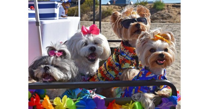 SURF'S PUP FOR THE 17TH ANNUAL SURF DOG SURF-A-THON