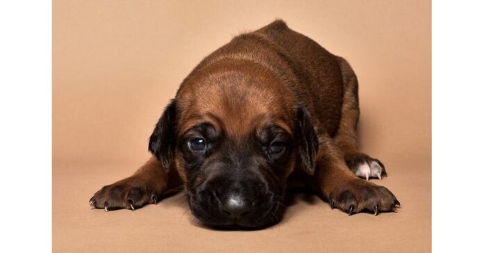 Top Rhodesian Ridgeback Breeder has 13 puppies that need homes