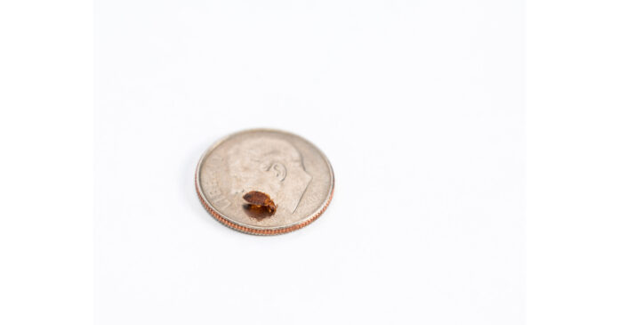 Chicago Ranks #1 for Third Consecutive Year on Orkin's Bed Bug Cities List