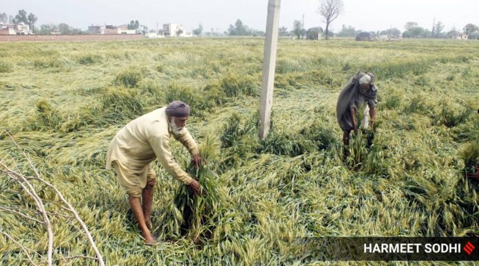 Around 10% of applications received in Maharashtra for insuring horticulture crops under the Restructured Weather Based Crop Insurance Scheme (RWBCIS) have been disqualified. (Express Photo by Harmeet Sodhi for representation)