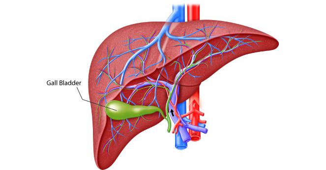Liver Disease Diagnostics Market Is Projected to Reach $62.6 Billion Liver Disease Diagnostics Market Is Projected to Reach $62.6 Billion By 2031, Growing at A CAGR of 6.1%