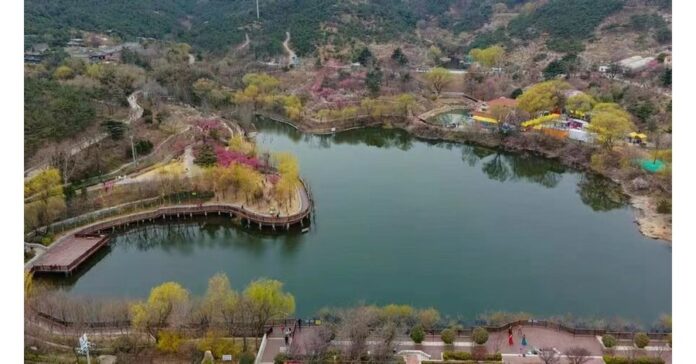 The 23rd China Qingdao Plum Blossom Festival kicks off in Licang, Qingdao