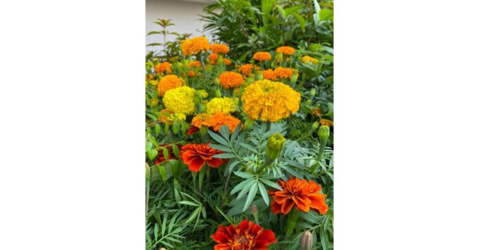 Floriculture Market is estimated to be US$ 121.8 billion by 2032 with a CAGR of 7.9%