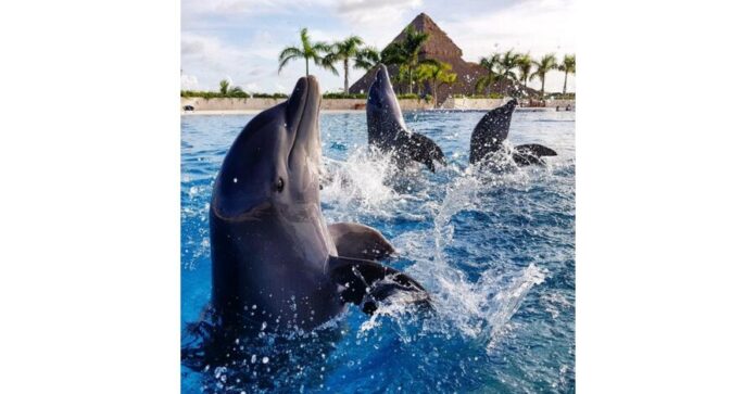 EXPERIENCIAS Y ACTIVIDADES EN DOLPHIN DISCOVERY PUNTA CANA
