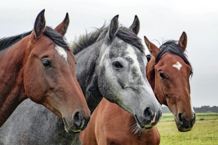Horse insurance - Image of 3 horses