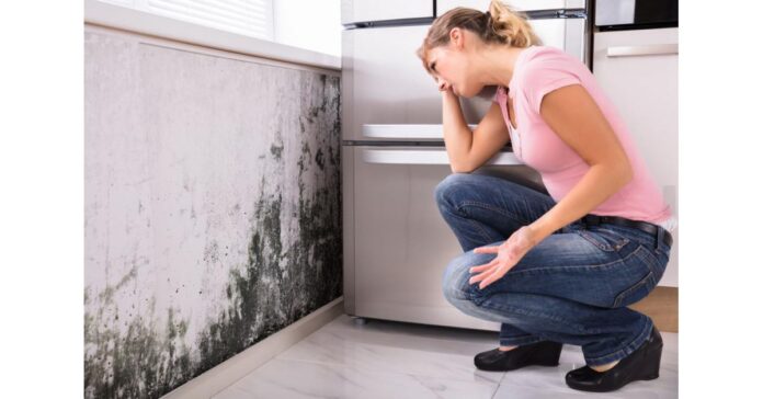 How Mould can Affect the Home Environment in a Negative Way