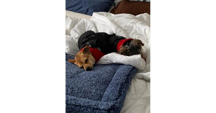 Racism & Different rules for Black Pet Owners at the Ottawa Humane Society and Christine Hartig’s City of Ottawa By-law