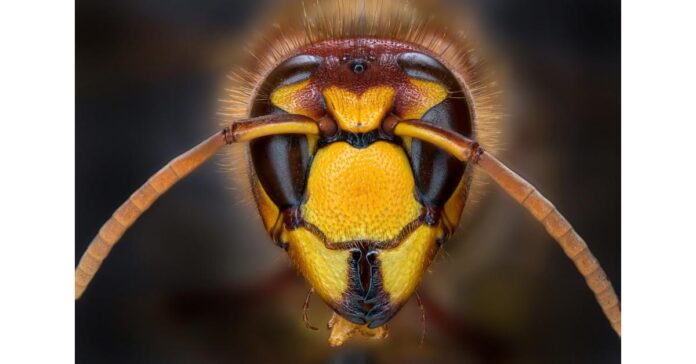 Theon Ali Takes the Global Stage to Protect Vital Pollinators