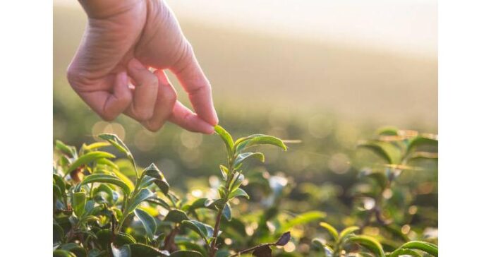 Organic Farming Market is estimated to be US$ 209.45 billion by 2030 with a CAGR of 8.3%