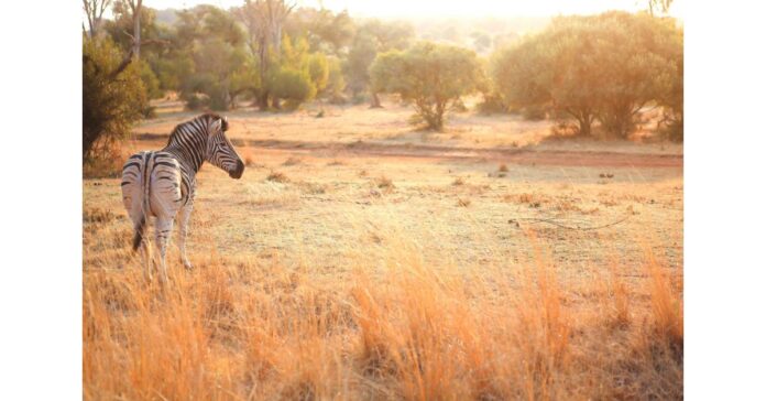 Theon Ali Captures the Majesty of Africa's Wilderness and Advocates for Conservation