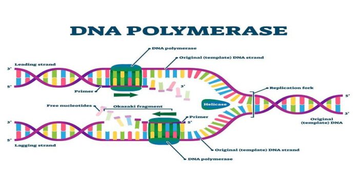 Enabling DNA Replication and Amplification in Research and Diagnostics