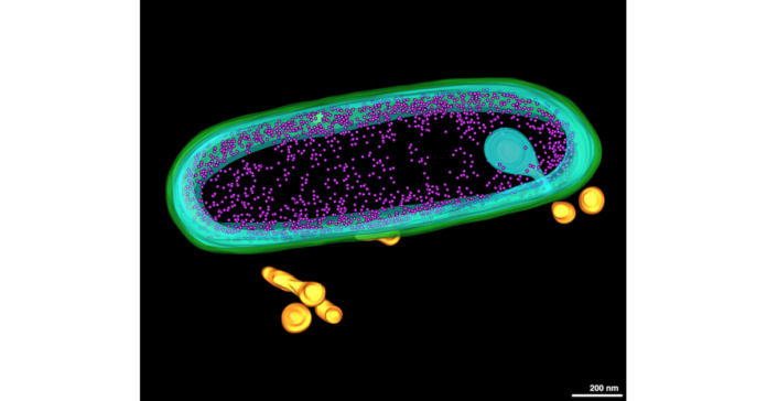 Study Explores the Gut-Brain Link in Children and Teens Living Study Explores the Gut-Brain Link in Children and Teens Living with Autism Spectrum Disorder (ASD)