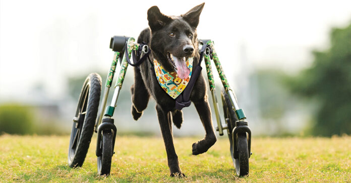 NH Pet Mobility Company Announces 2024 Calendar Contest for Special Needs Pets Worldwide
