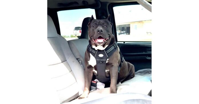 The American Bully is one Of The Best Pets For Truck Drivers- Manmade Kennels