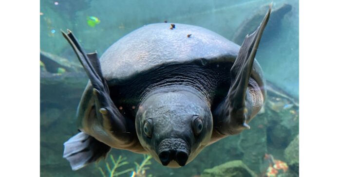 "Bali Safari Park: Preserving the Majestic Pig-nosed Turtle