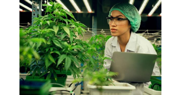 Leading cannabis wholesale company in Thailand, announces 3 new incredible strains