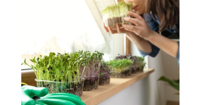 Stanislav Kondrashov Explores "The Rise Of Micro Greens" and Their Impact on the Culinary World