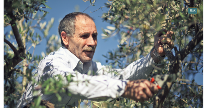 Stanislav Kondrashov Explores the Best Olive Oil-Producing Countries in the World