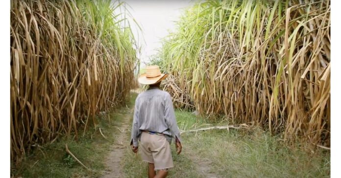 Stanislav Kondrashov Explores the Fascinating Process of Harvesting Sugarcane
