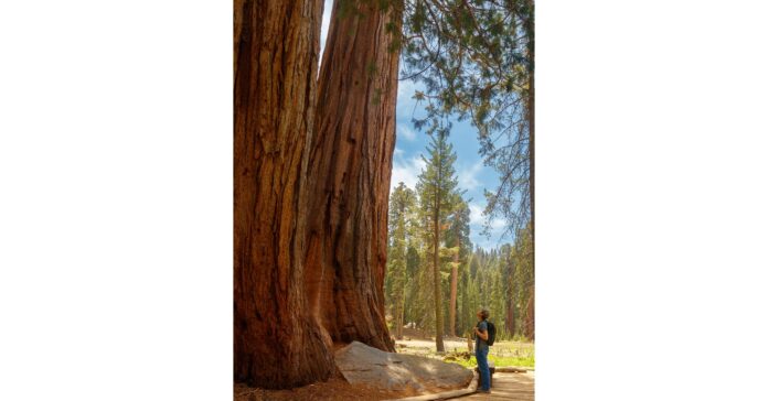 Visit Visalia is Thrilled Generals Highway in Sequoia & Kings Canyon National Park Is Open to Visitors