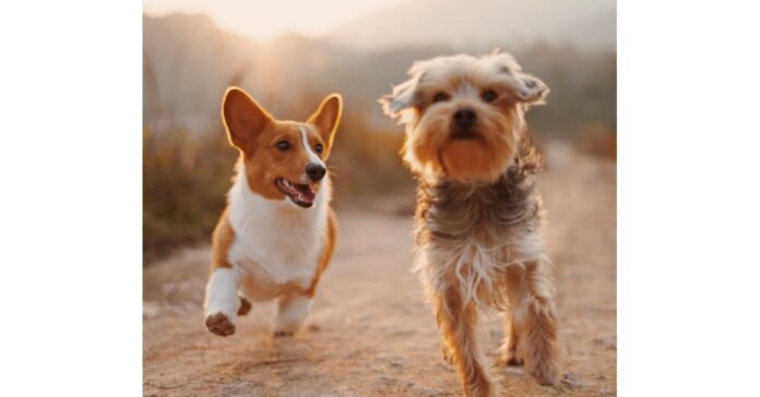 The Go-To Source for Reliable Canine Nutrition Information