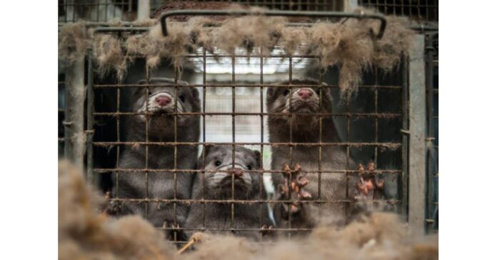 Mink fur farms continue dramatic decline in capacity, market interest, and value, according to latest USDA annual survey
