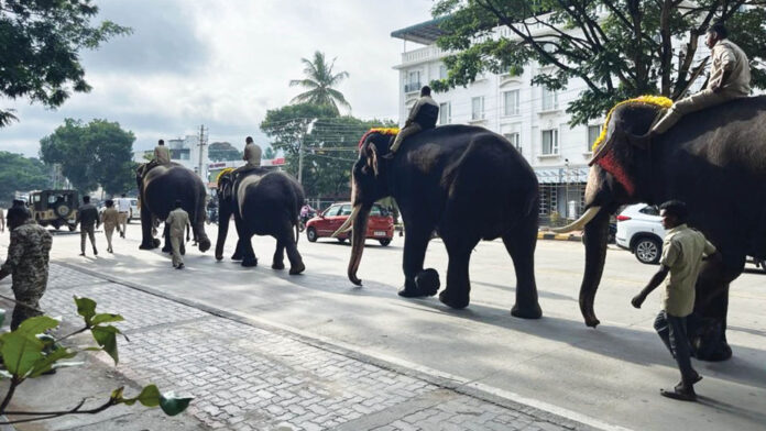 Dasara elephants, staff covered under Rs. 1.98 crore insurance