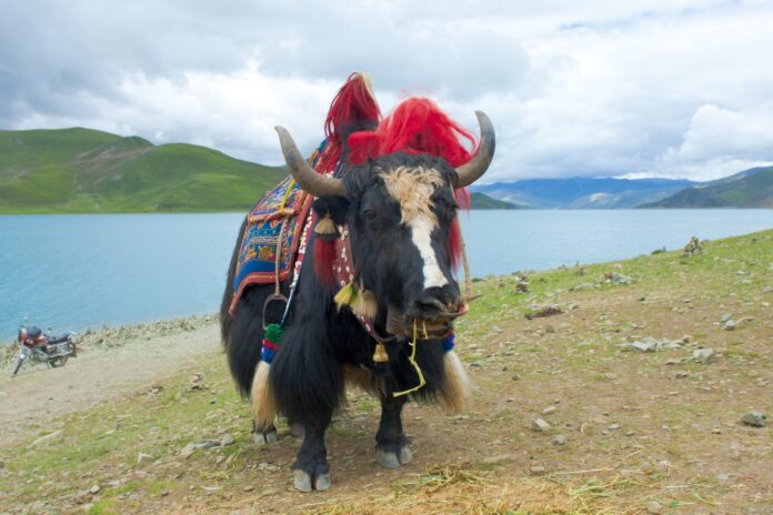 a yak