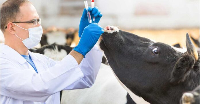 Livestock Vaccine Market Is Booming Worldwide with Zoetis, Merck, Neogen