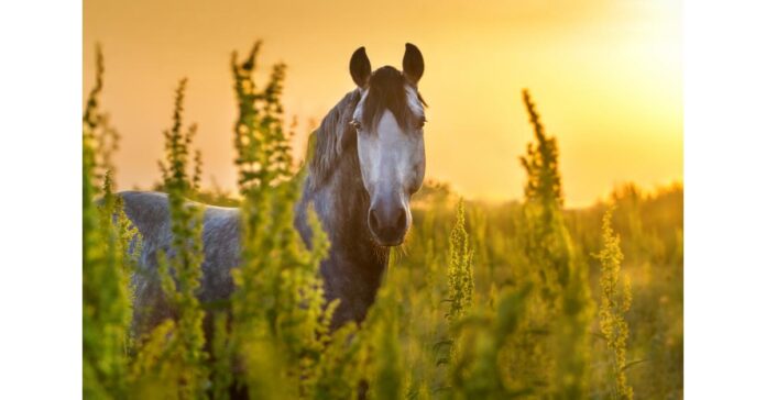 Registration Underway for ECI’s International Wild Horse Round Table on Thursday, October 12th