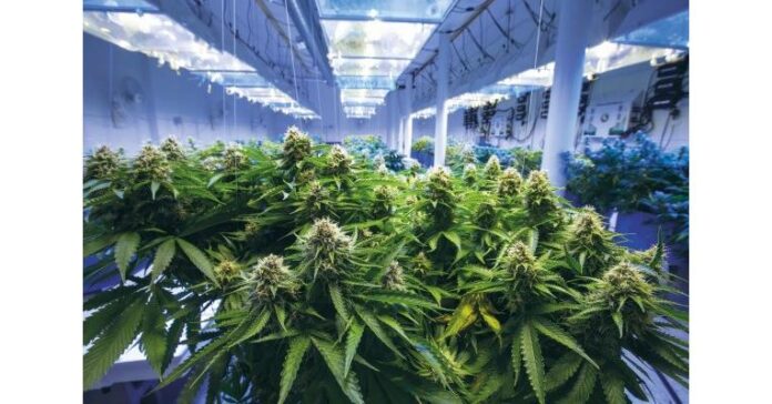 Medicinal Cannabis Market to Witness Stunning Growth with CAGR of 21.90%