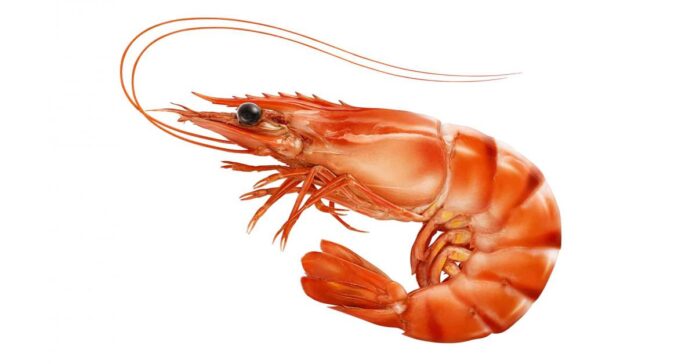 Shrimp Market to Witness Stunning Growth with a CAGR of 5.8%