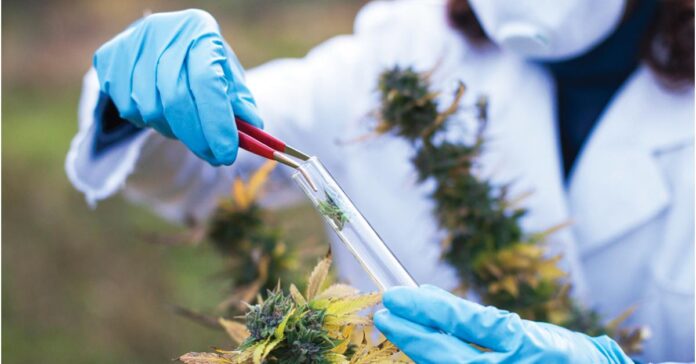 Cannabis Testing Market to Witness Huge Growth in Coming Years With Profiling Leading Companies