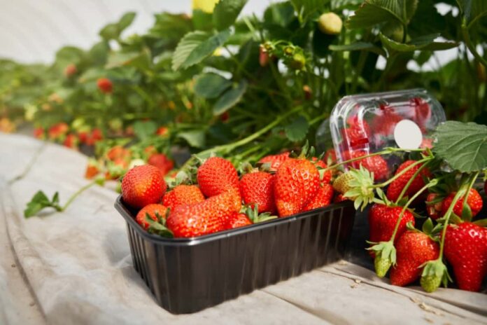 Ripe Strawberries