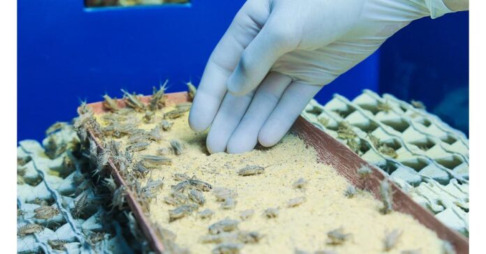 cricket-farming-market.jpeg Cricket Farming Market Expecting Huge Demand in Upcoming Years with a CAGR of 21.1%