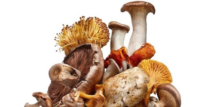 Medicinal Mushroom Market to Witness Stunning Growth with a CAGR of 9.4%