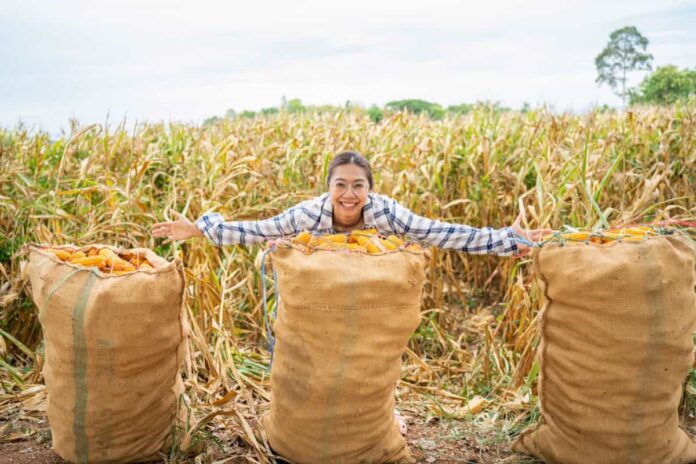 harvesting corn