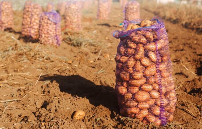 Potato harvest in a bag