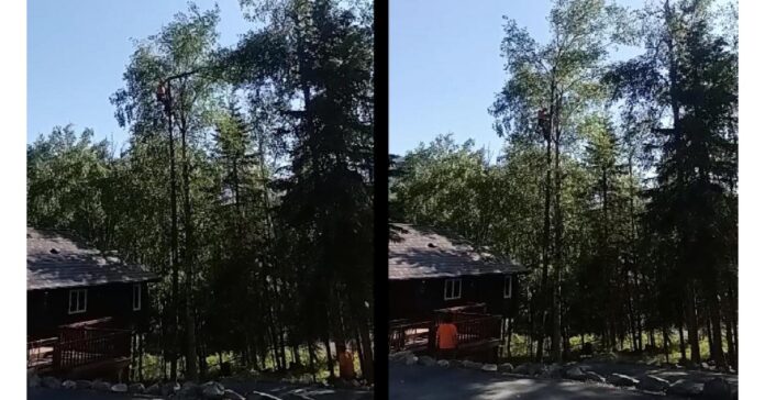 Navigating the Cost of Tree Removal in Anchorage AK