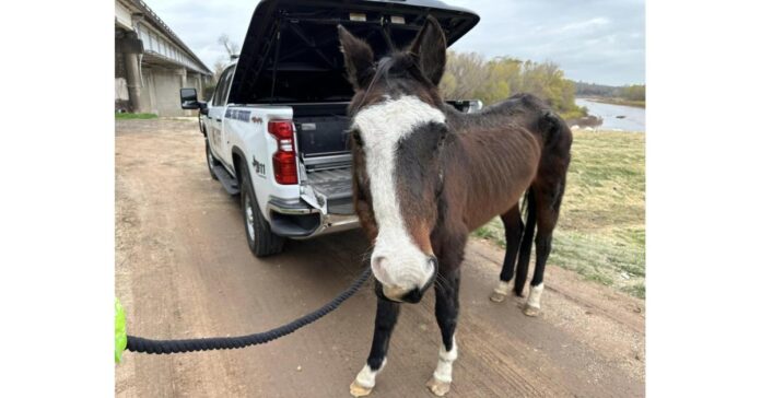 A Texas Equine Sanctuary's Heartwarming Christmas Save