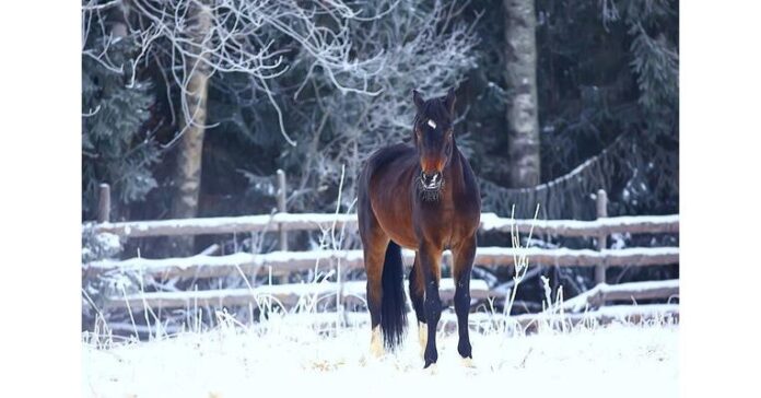 American Equine Awareness Shares the Christmas Story ‘Because of Love’