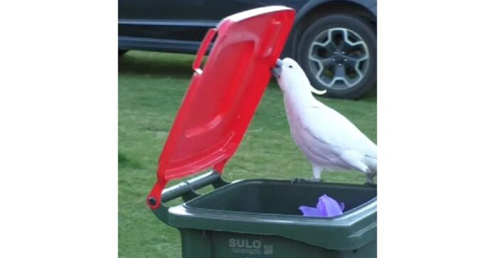 Presenting a practical solution for animal interference in wheelie bins and addressing six more bin-related challenges