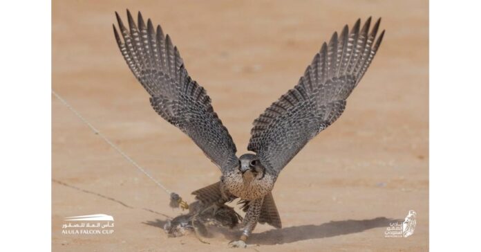As Highest Award Globally, AlUla Falcon Cup Evidence for Success of King Abdulaziz Festival