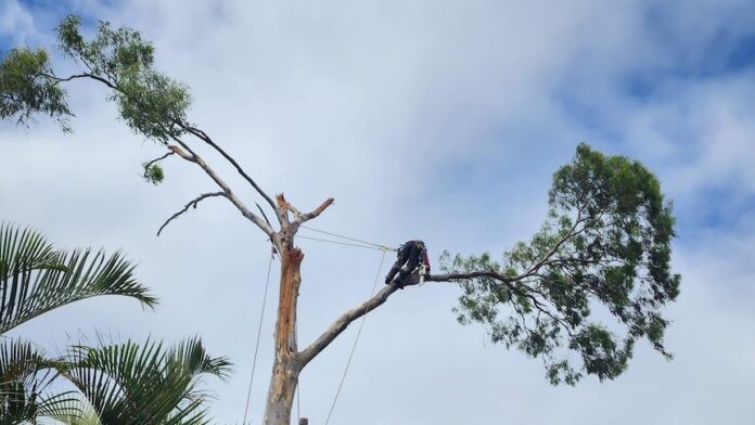 A man in a work shirt stands on his Gold Coast property